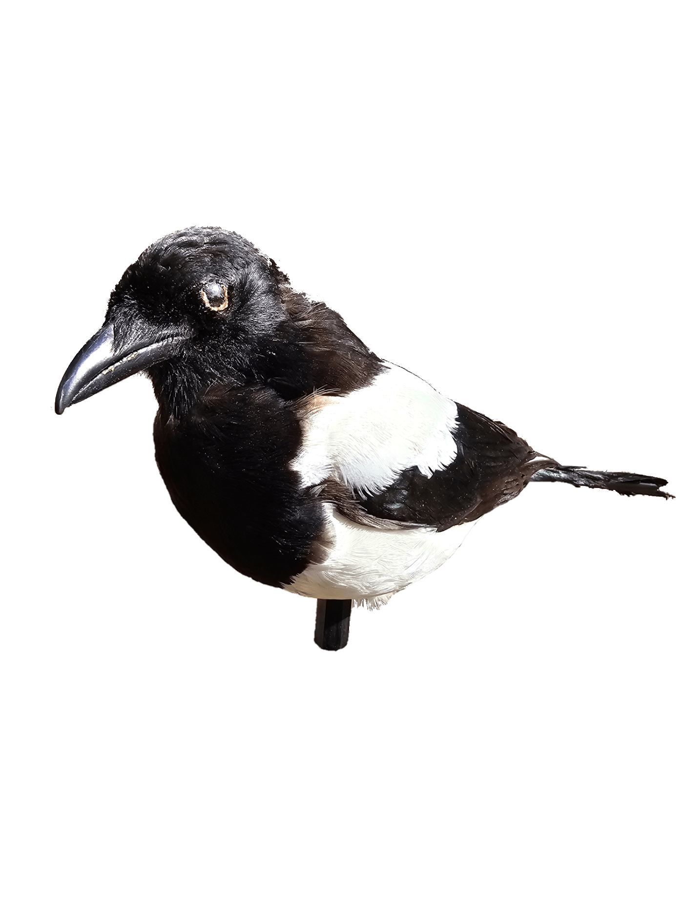 Stampo di gazza impagliato